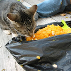 Little Spot will eat anything...