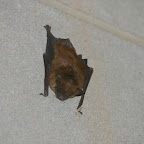 A small, brown bat took up residence in our basement/garage.