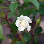 First Rose of 2009