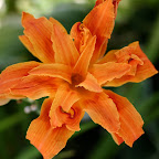 Daylily.
