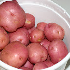 Final potato harvest.
