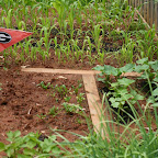 First year of home gardening. Corn. Cukes. Potatoes. Garlic. Lettuce. Grapes.