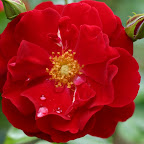 Rose.