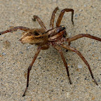 Mama Spider Rescued from Pool