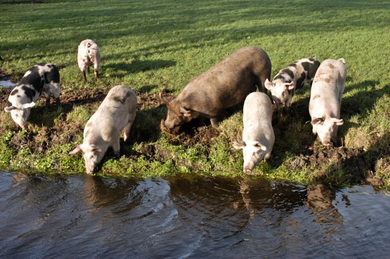 Pig