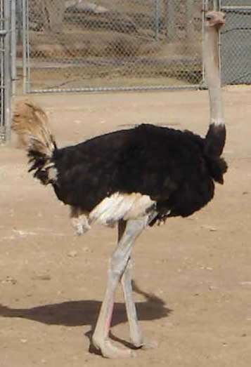[Ostrich2[2].jpg]