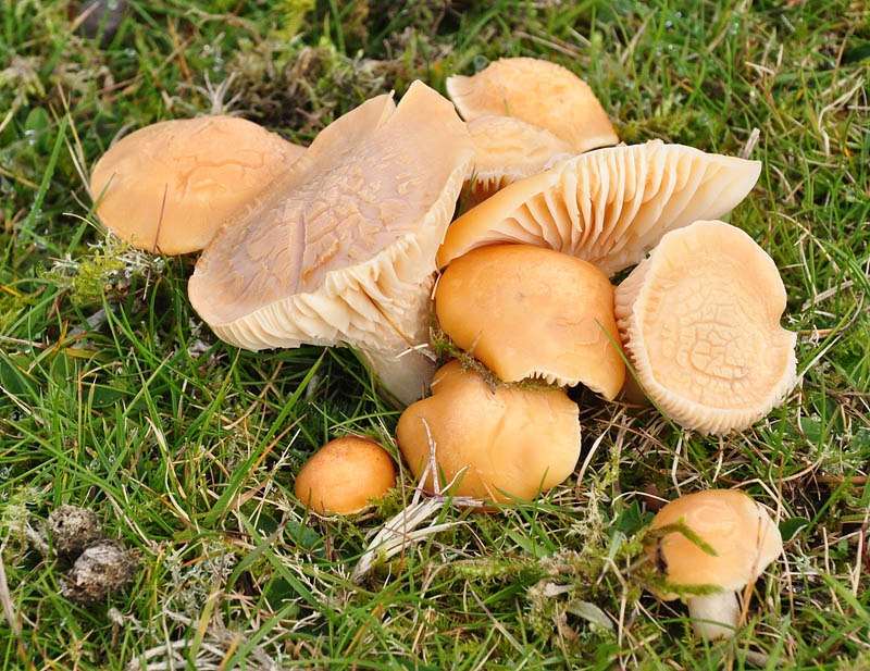 [Toadstools[3].jpg]