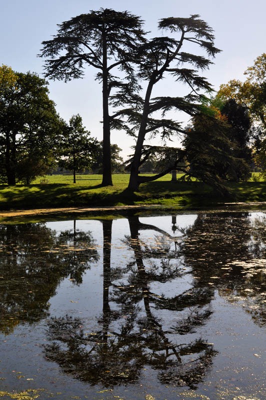 [Lakeside trees[3].jpg]