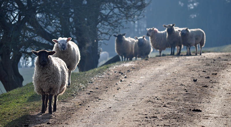 [We're right behind ewe[3].jpg]