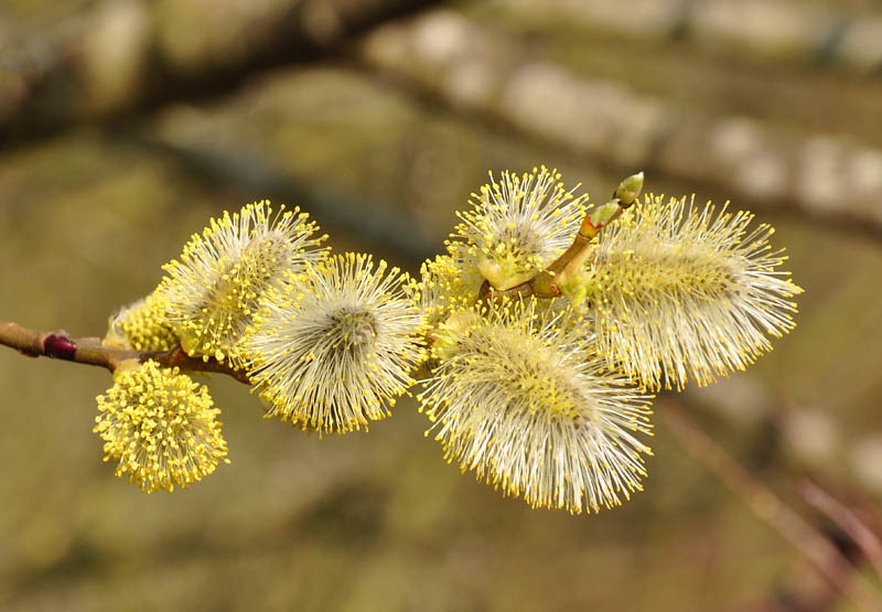 [Pussy willow[3].jpg]