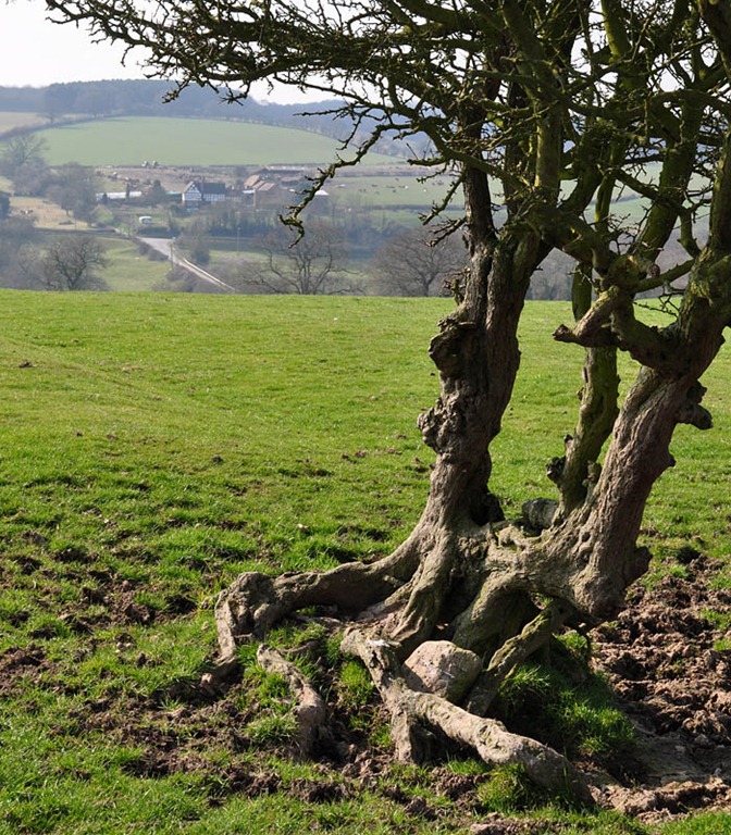 [Old hawthorn[3].jpg]