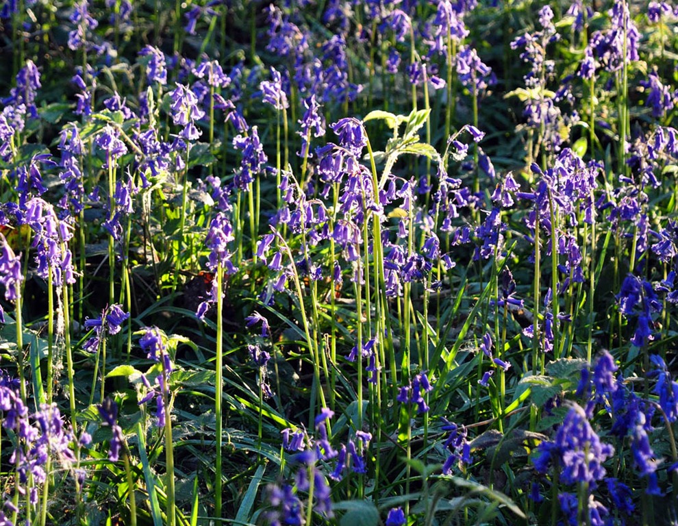 [Bluebells[3].jpg]
