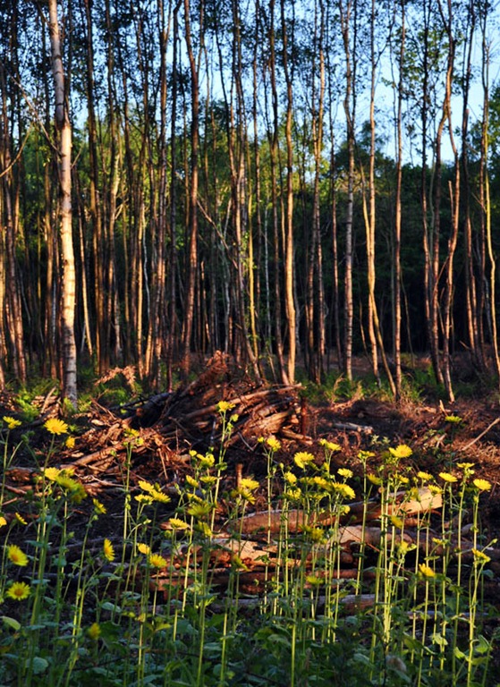 [In the woods[3].jpg]