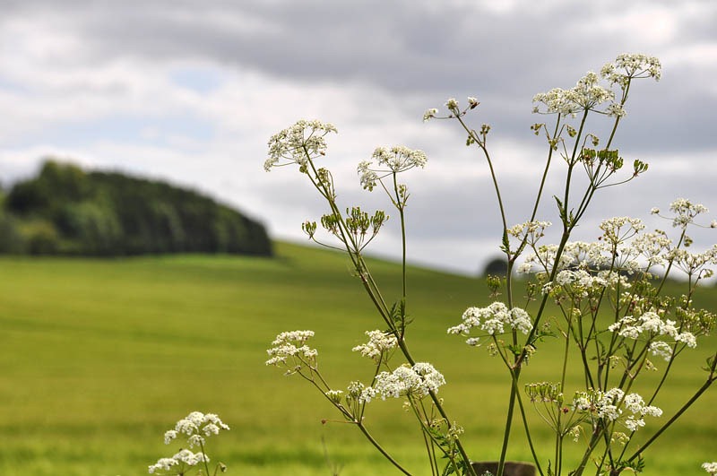 [Cow parsley[3].jpg]