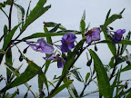 DSC04092.JPG