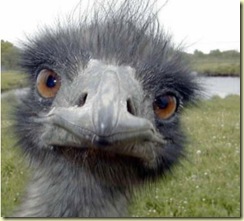 ostrich