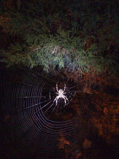 spider- type unknown