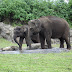taman_safari-indonesia-26.JPG, taman safari - indonesia, Born Free