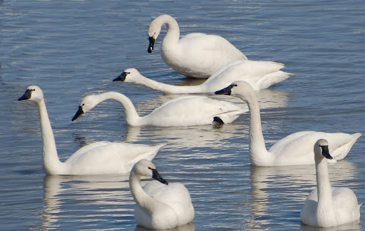 swans