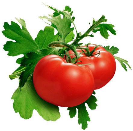 [organic_tomatoes[3].jpg]