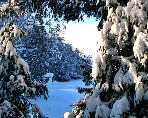 [snowy pine trees - happy sleepy[6].jpg]