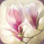 Annemarie-Peter-Jaumann-Magnolia-Liliflora-148080