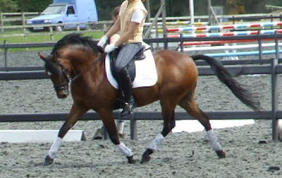 horse picture