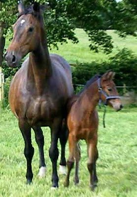 horse picture