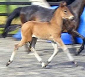 horse picture