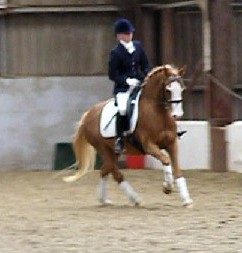 horse picture