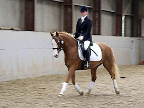 horse picture