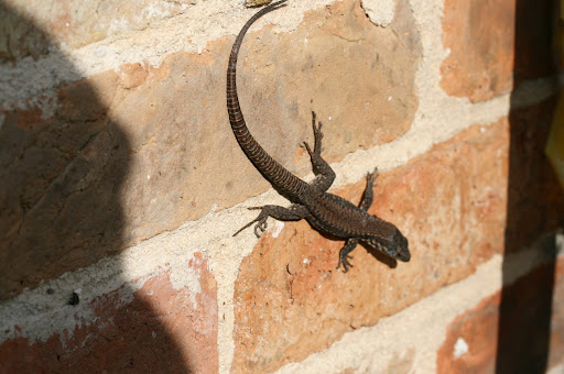 http://lh4.ggpht.com/_-qa1tvWttwo/R0ha8ACLZ0I/AAAAAAAAAHk/3TTlUWhiSu8/505-l%C3%A9zard+des+muraill+-09-20070.JPG