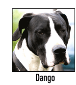 Dango