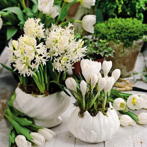 [winter flowers[5].jpg]