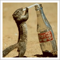 [timage_funny[8].gif]