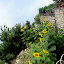 Pretty sunflowers!