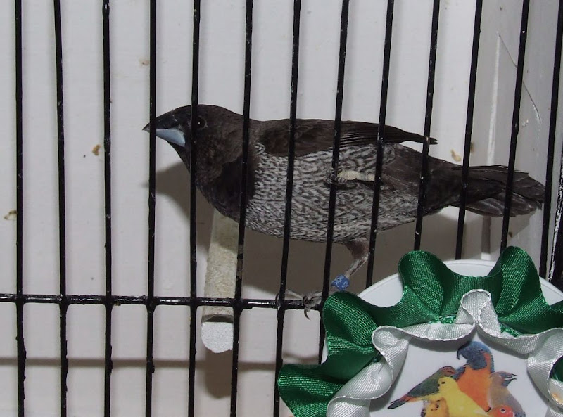 Kép