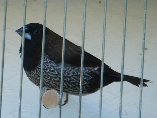 Kép