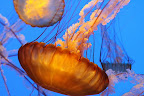 Monterey Bay Aquarium