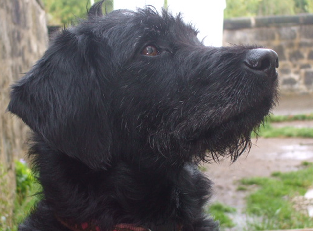 [desktop_picture_pippin_my_dog[4].png]