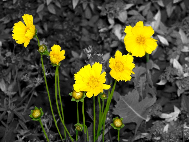 [yellow flowers[4].jpg]