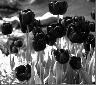 tulipan retocado