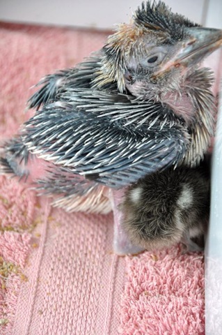 [Kookie with tiny duckling (re-sized)[25].jpg]