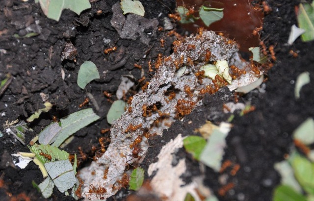 [Leaf-Cutter Ants nest showing fungus (2) cropped & resized[6].jpg]
