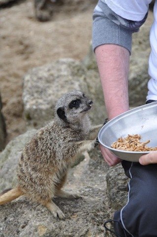 [Al Wyman feeding Meerkats (2) resized[8].jpg]