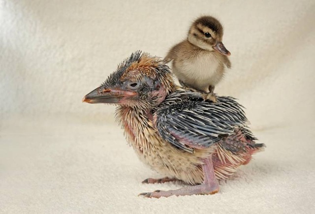 [Kookie & duckling (Solent)[4].jpg]