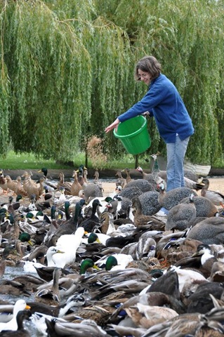 [Catherine Gould feeding at lower lake (3) resized[5].jpg]