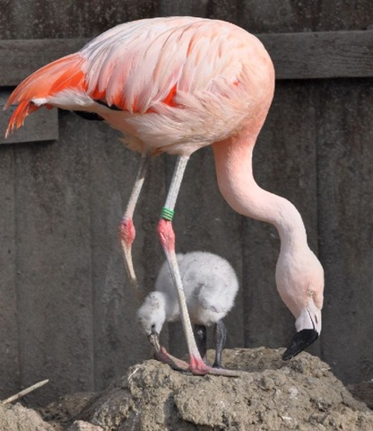 [Chilean with late Sept 10 chick (resized)[8].jpg]