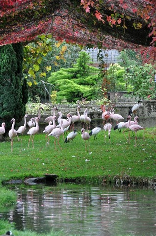 [Less Flamingo enclosure (resized) in Autumn colours 2[6].jpg]