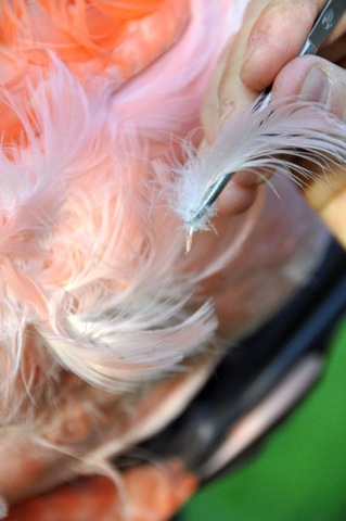 [Feather plucking (resized) for sexing - Caribbeans 30 Sept 10[13].jpg]